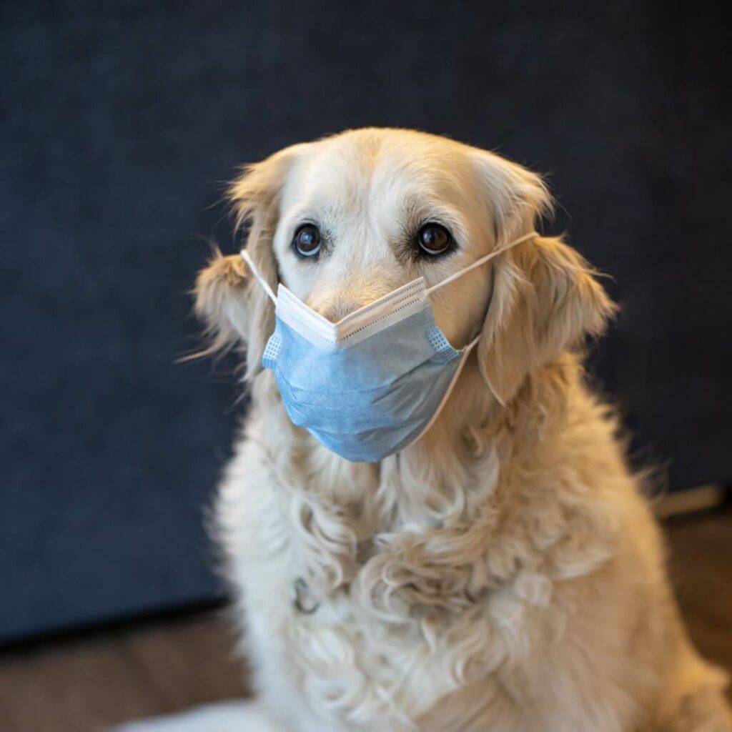 dog wearing surgical mask