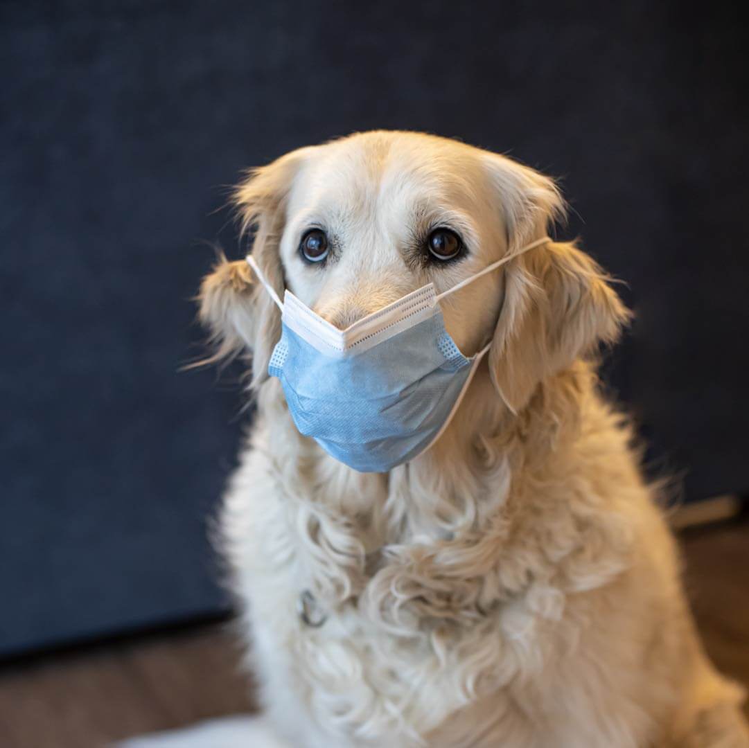 dog wearing surgical mask