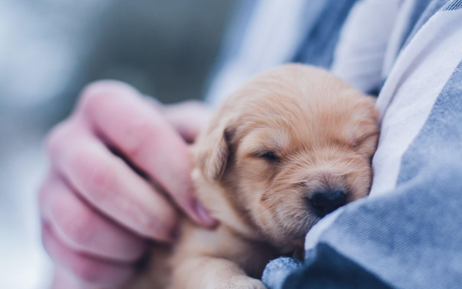 puppy being held by guy in blue shirt