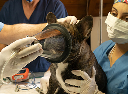 vet team placing anaesthetic mask on dog