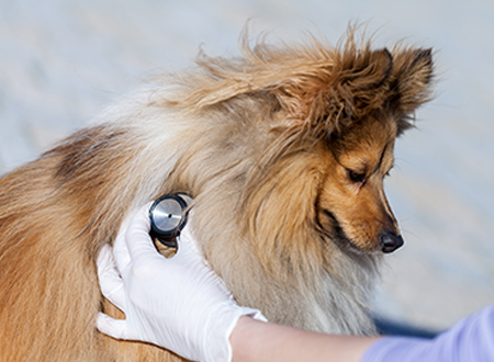 vet using stethoscope to check dog's heart health