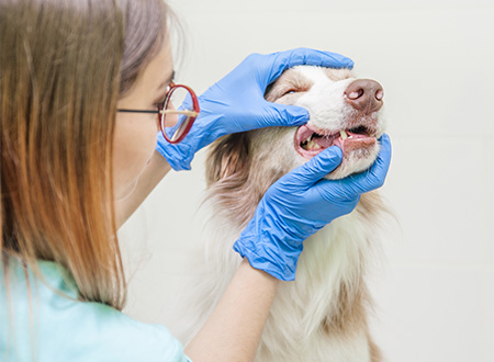 vet examining dog's teeth and mouth