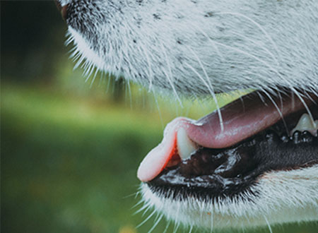 close up and profile of dog's mouth open showing teeth