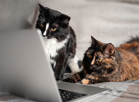 two cats watching laptop screen