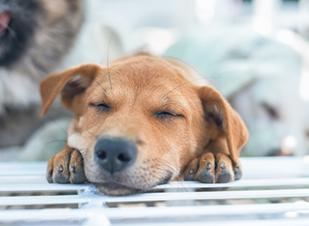 close up face of sleeping dog