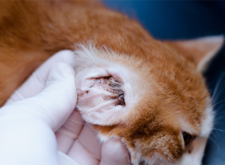 vet folds back cat’s ear showing internal parasitic mite