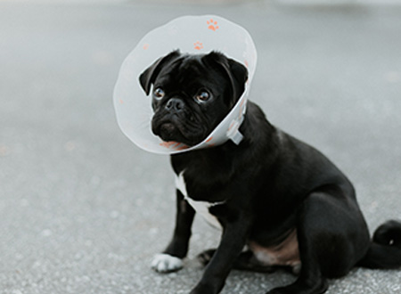 black pug with post surgical cone sits on ground 