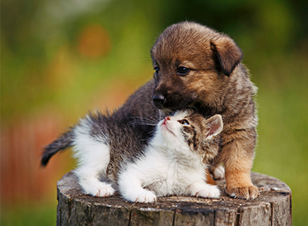 puppy and kitten playing on tree stump